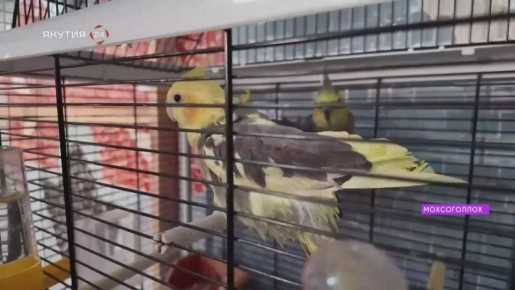 ���� ������. �����������, ������� ����� ������ ���� - ���, ����������, ���������