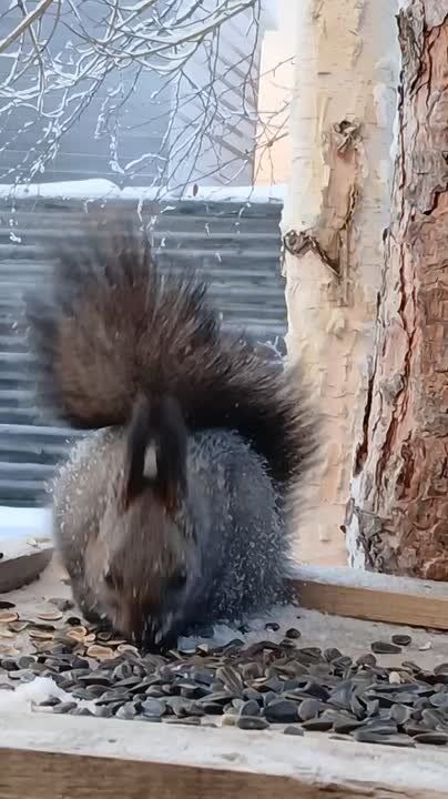 �������������� ������� ��������� � ����� �������� �����