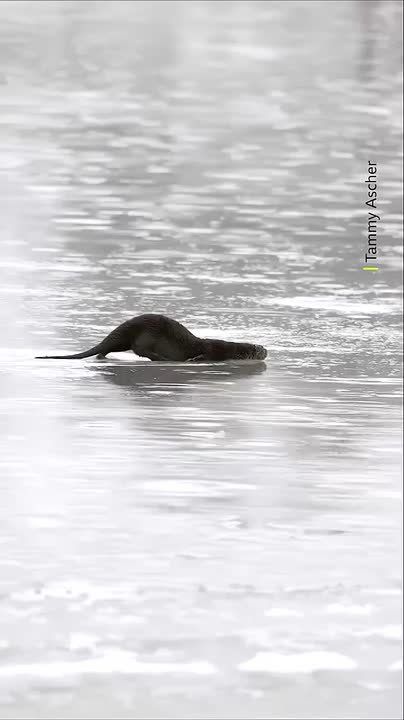 ������ �������, � ��� ������