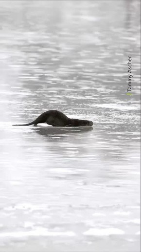 ������ �������, � ��� ������