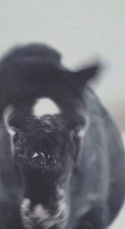 ����� ����� ������, ���� ������� ���������, ����� ���� ����� ϸ�� ��������