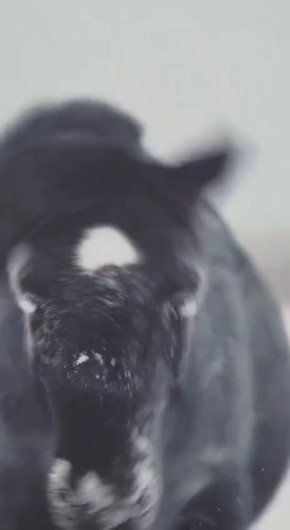 ����� ����� ������, ���� ������� ���������, ����� ���� ����� ϸ�� ��������