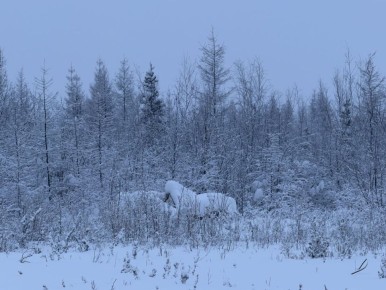 Символ будущего года в пути