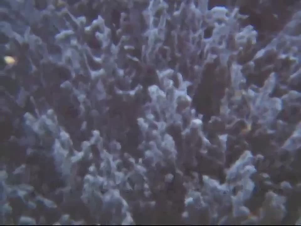 � ����������� ����� �����! ��������, �����, ����������� ���������� ������������ ���