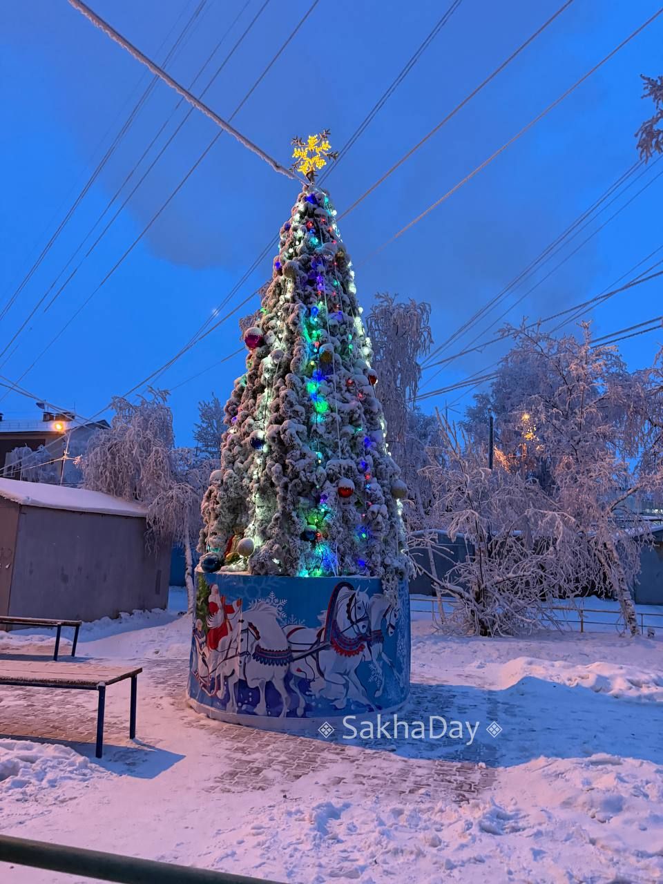 Елочки в Якутске. #sakhaday Елочки в Якутске. #sakhaday