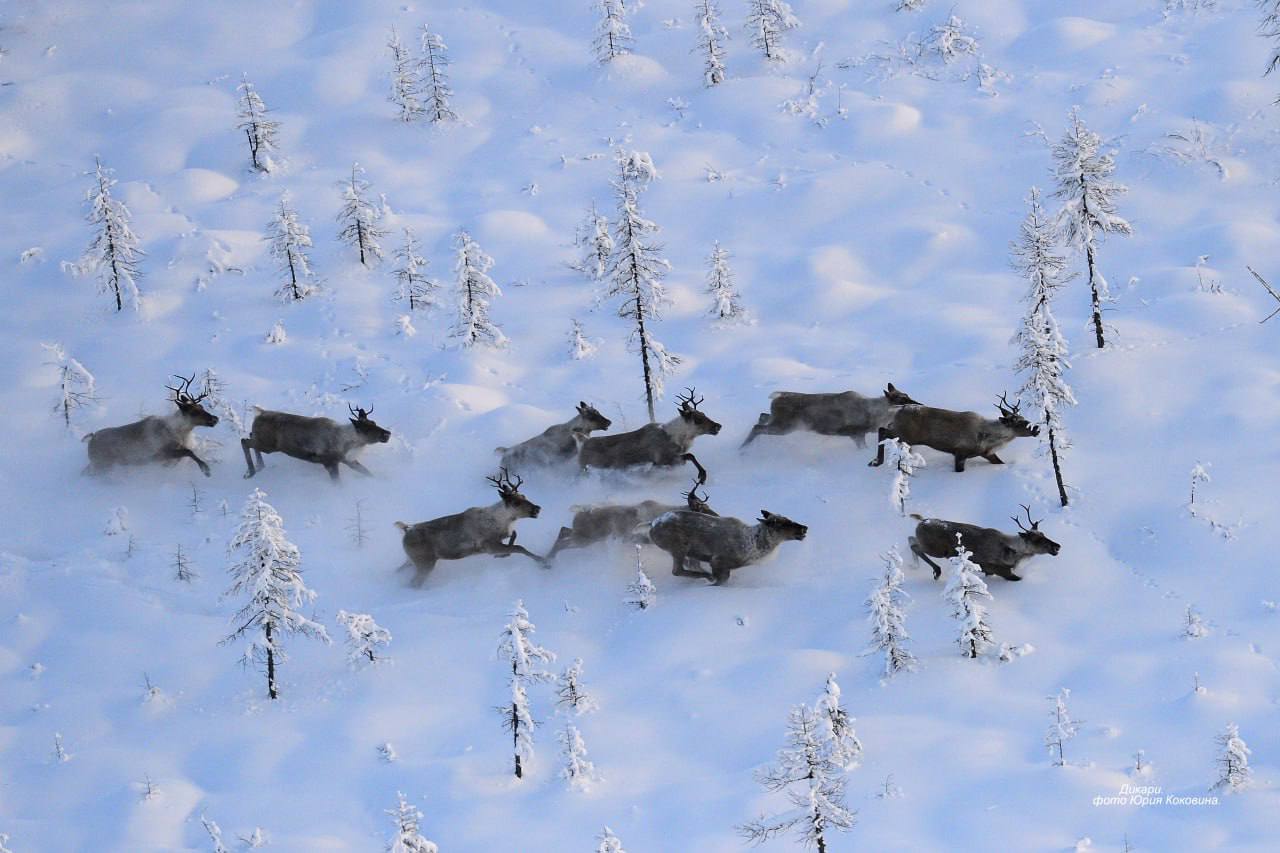 Изучение природы Южной Якутии Изучение природы Южной Якутии