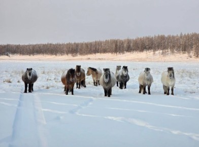 Ааааччыларбыт Дьгй оотун хаартыскаа тэрбиттэрин интэриниэт ситимиттэн талан тааарбыппытын сэргээ
