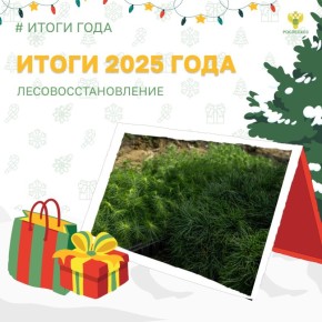 Площадь лесовосстановления в 2025 году составила 1,3 млн га. Это на 308,9 тыс. га превышает площадь вырубленных и погибших лесных насаждений