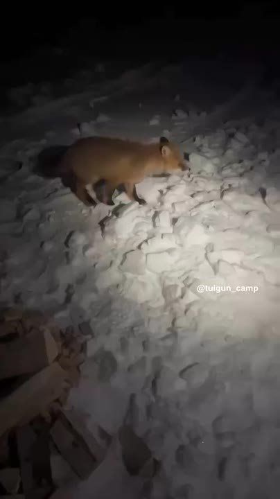 #�����������. �� ���������� ���� @tuigun_camp ���� ����� ��������� ����� �� ����������� ����