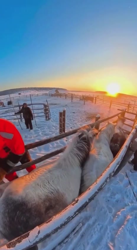 Одна из древнейших традиций народа саха — это разведение лошадей