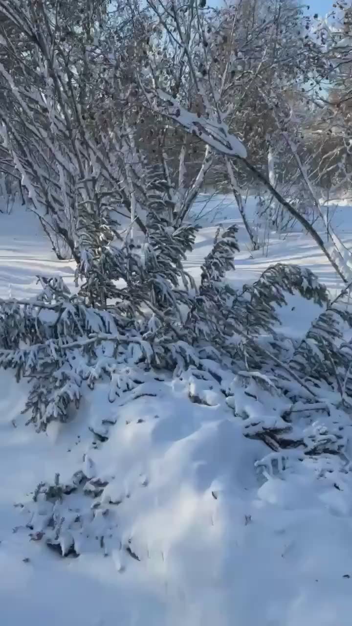 Глава Нерюнгринского района рассказал о "свинтусах", срубивших ель