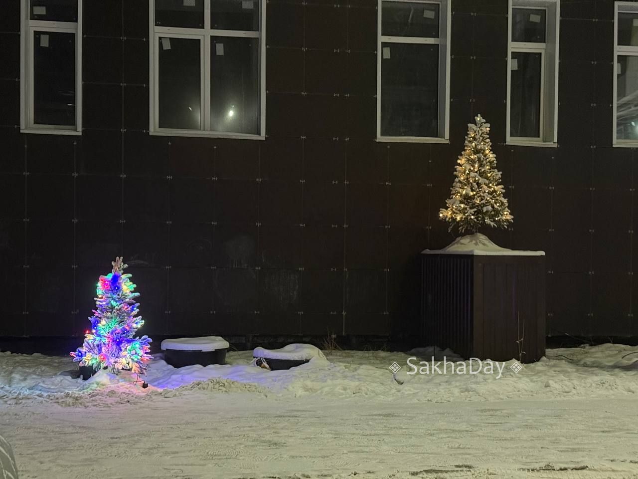 Елочки во дворе одного дома Елочки во дворе одного дома