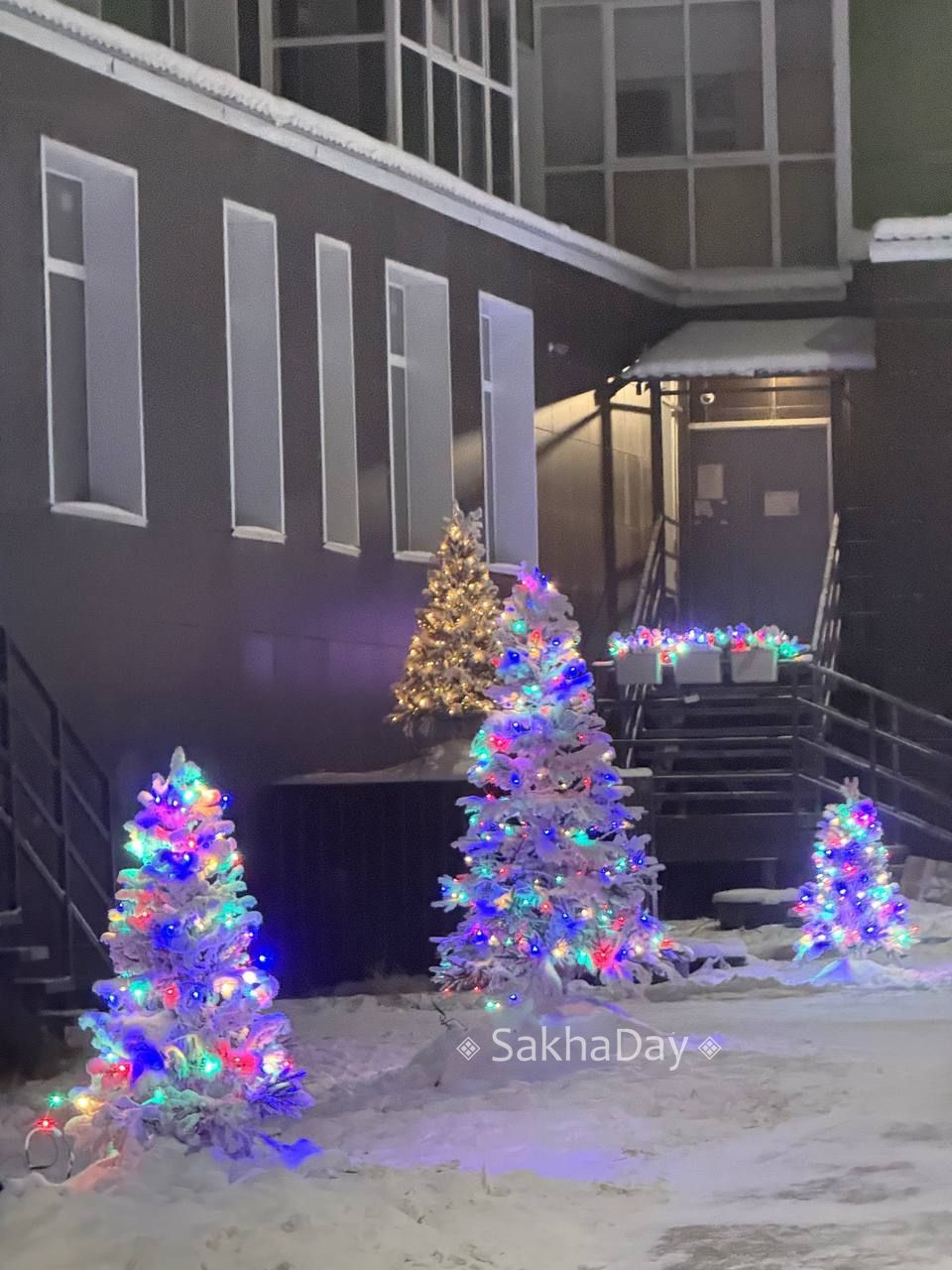 Елочки во дворе одного дома