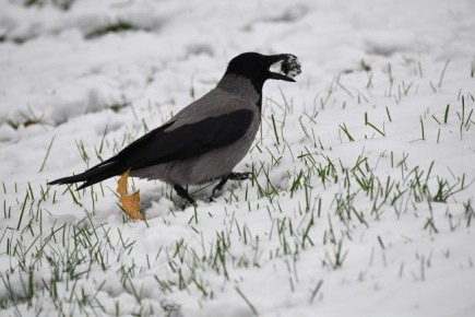 ������ ����, ������!. ������� �� ����� ����� ����������: � ��� �� �������� ������� ����� -47�-52 �������, � � ������ - ����� -42�-47 ��������