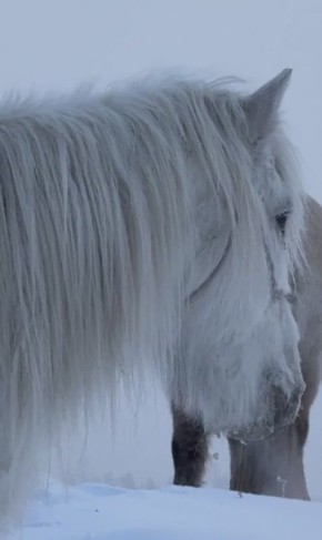 ����������� ����� � ���� ������� �������