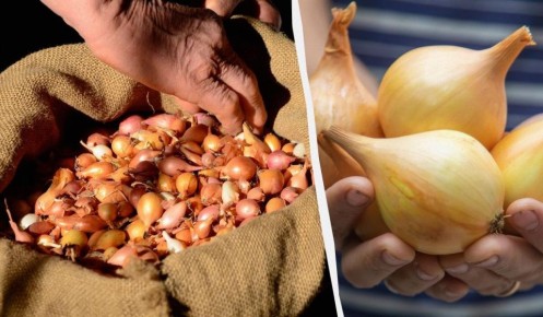 ��� ��������� ����������� ������ ��� � ������ �������: ������ ������� �����������