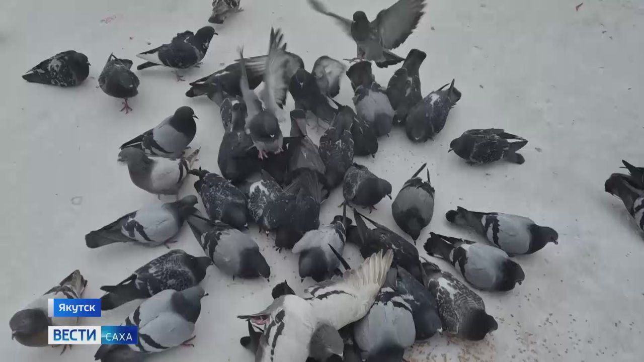 В одном из дворов Якутска обосновался настоящий символ стойкости и надежды — стая сизых голубей
