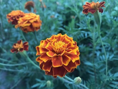 Зимний сон или ранний цвет? Как подзимний посев бархатцев изменит ваш сад