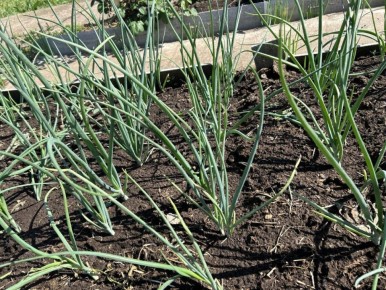 ��� ��������� �������� ��� ��� �������� ������: ������ ���������