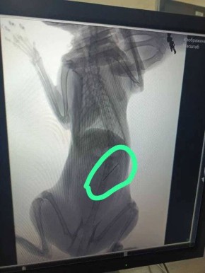 #���������������: � �������� ���������� ������ �����, ������������ ������� ����