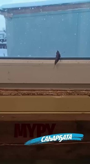 � ����-��������� ����� ���������� �� ������ ������ �������