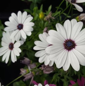 ��� ��������� ������������: ������� ��������� ����� �� ��������������