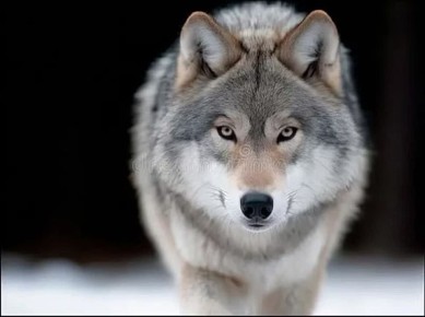 ������� ��������� ������� �������� ���� ��������