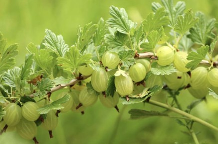 ��������� ������� ���������� ��� ������������� ������