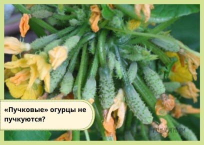 ������ ������ � ������� �� ����������� ��������: ��������� ������� � ������� ��������