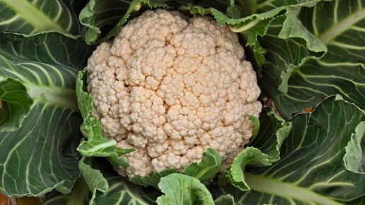 ������ ������� ������� ���������� ��������� ��������� ��� ��������