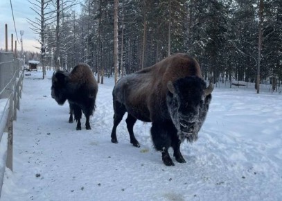 � ������ ��� ���������� ���� � �������