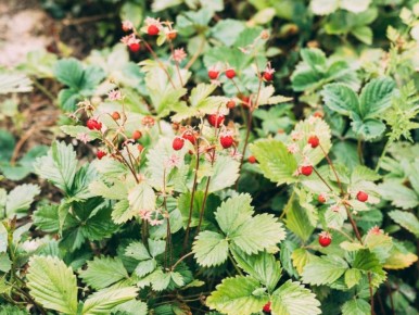 Ягоды, которые объединяют: знакомьтесь с земклуникой