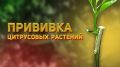 Как привить цитрусовые: пошаговое руководство для домашних садоводов