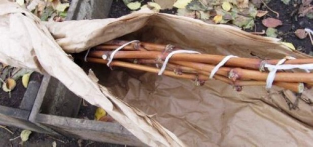 Весной виноград под защитой: что важно помнить после зимы