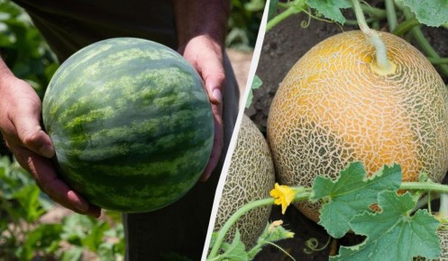 ����� �������� ������ � ����: �������� ������� ��� gardeners