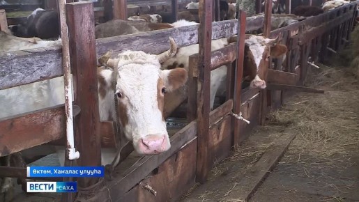 Кыстык оройо. Тыа хааайыстыбатын министиэристибэтэ иитиннэрэринэн, с, сылгы кыстыга этээ