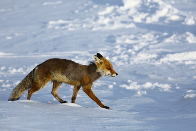В тайге Якутии началась перепись животных и птиц