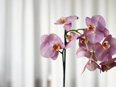 Здоровье орхидеи после цветения: как пересадка и уход снижают риск загнивания корней