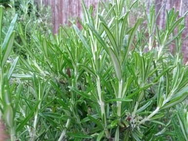 ��� �������� ���������� � �������� �������� � ��������� ����� ���������