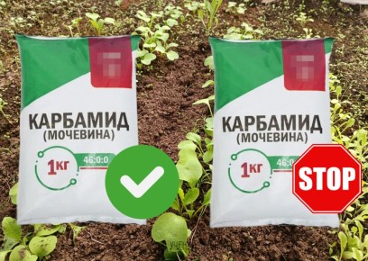 ����� �������� ��������, � ����� ������: ������� ����������� ����������