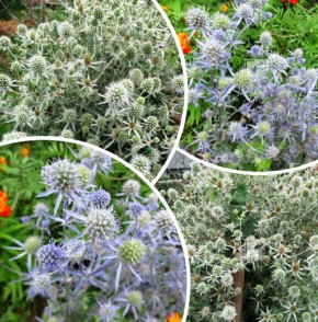 Тайны синеголовника: от неожиданной красоты до простоты ухода