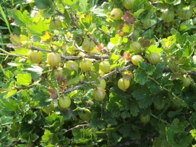 ������� �������� ������ � ����������: ���� ��������, ����� ��������� ������