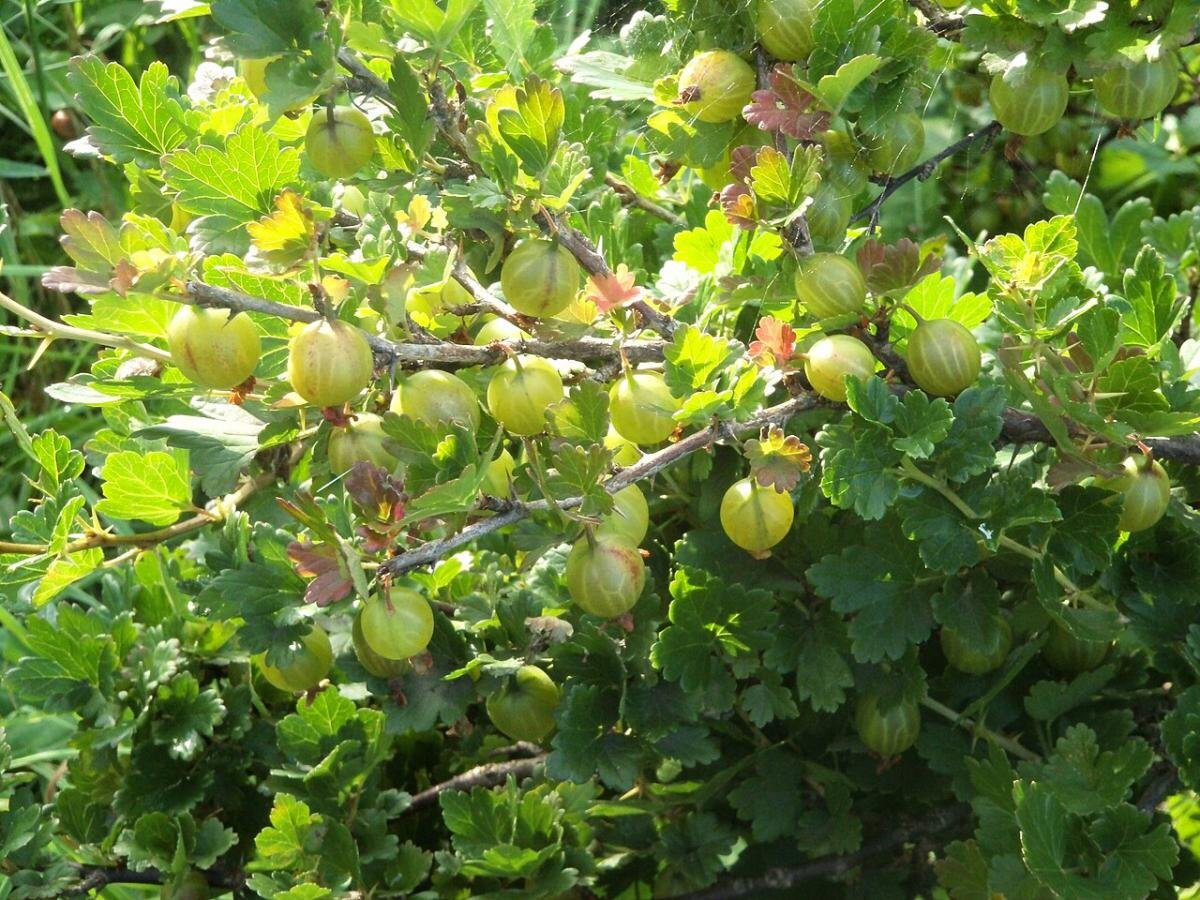 Секреты весенней заботы о крыжовнике: чего избегать, чтобы сохранить урожай