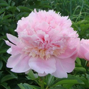 Цветы, которые порадуют ваш сад без лишних забот