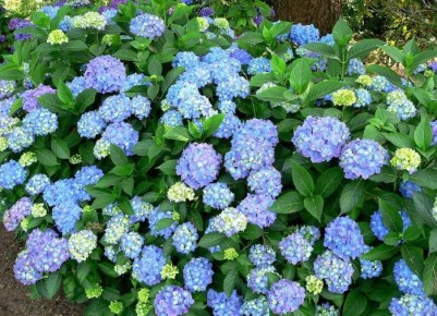 ������ ����� � ������ ������ ��� ������� ���������?