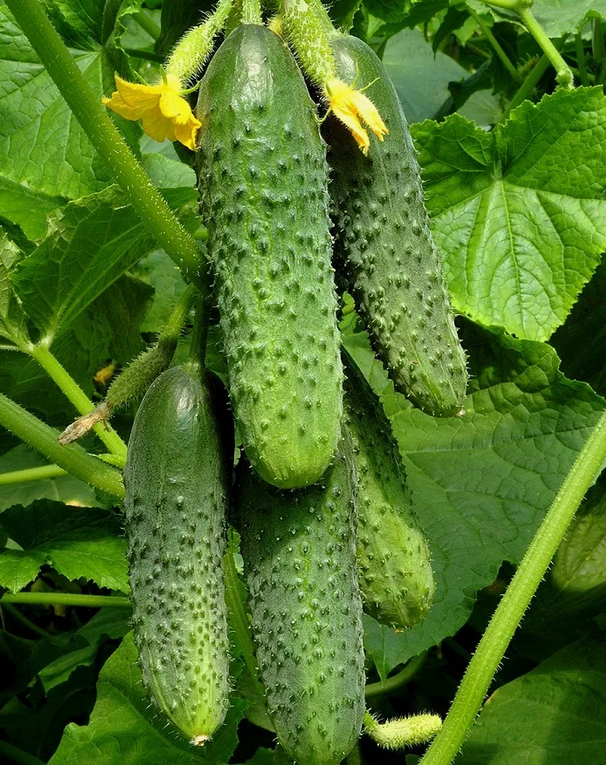 Эффективные способы подкормки огурцов для крепкого урожая