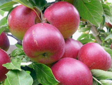 ��� ��������� ��������� �� ��������: ������, ������� ������� ������� ������� ������