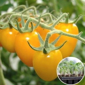 ����� ������� ��������: ������� � ������ ��� ������ �����