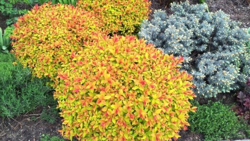 Яркость осени: как создать красочный сад с неприхотливыми растениями