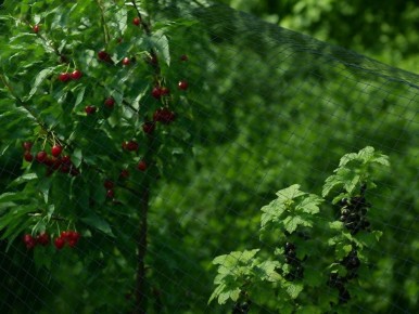 Как сохранить ягоды от птиц: советы и хитрости для каждого садовода